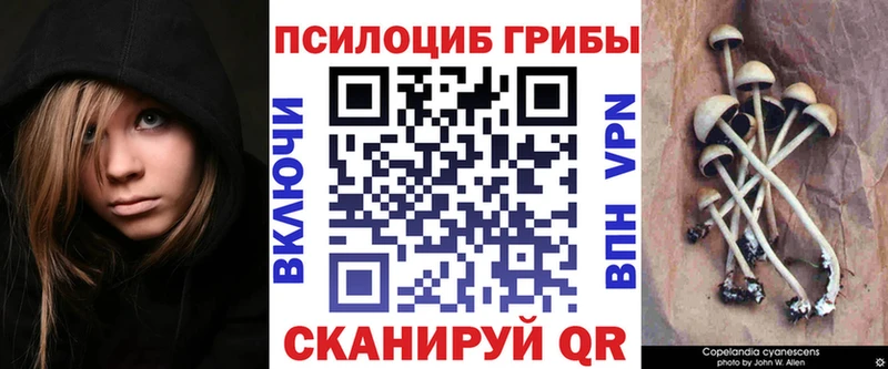 Купить где  Озёрск  Псилоцибиновые грибы GOLDEN TEACHER 